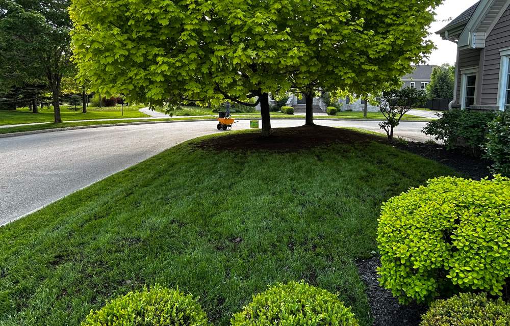 Gazon écologique DJ Sherbrooke Magog