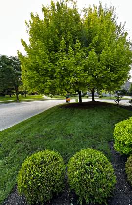 Traitement gazon Estrie