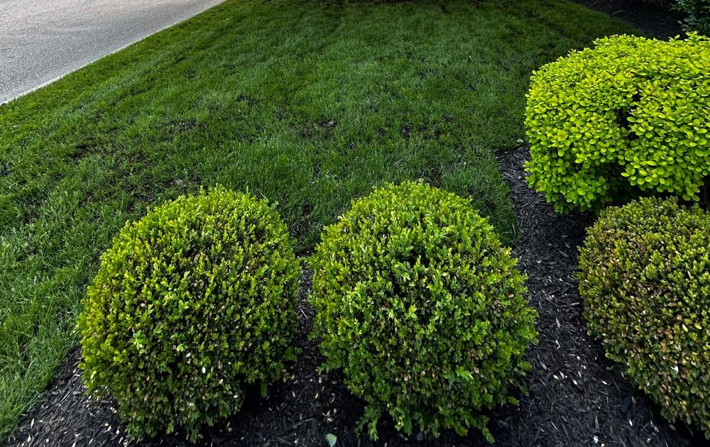 Traitement gazon Sherbrooke Magog