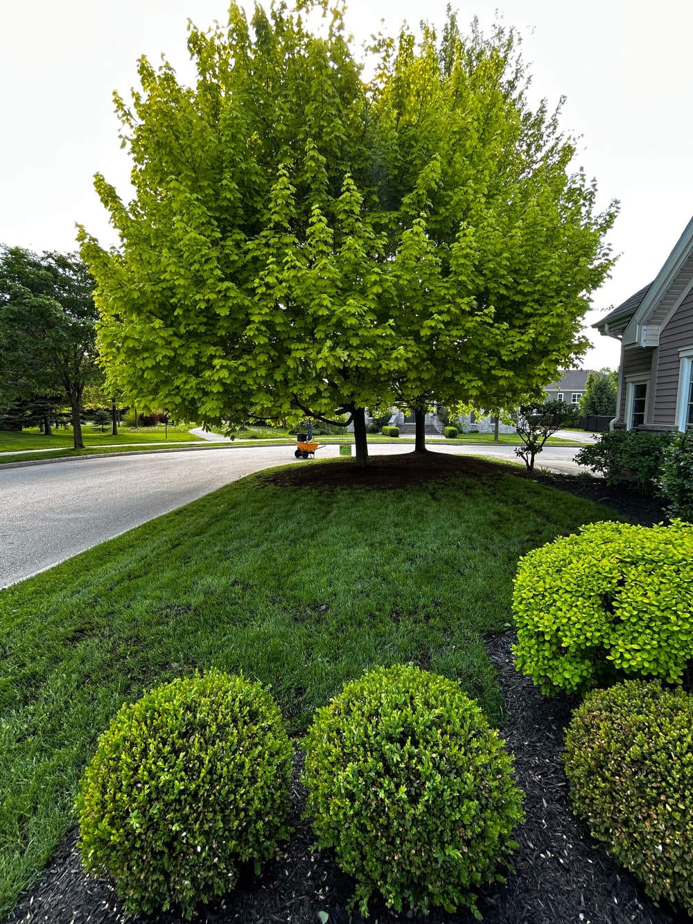 Réalisation de Gazon écologique DJ