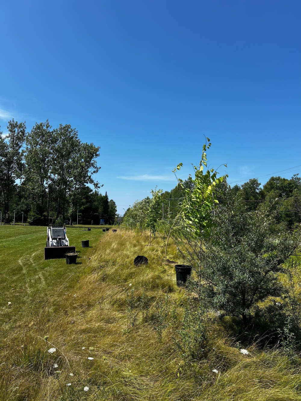 Réalisation de Gazon écologique DJ