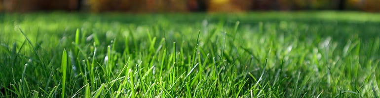 Engrais gazon Sherbrooke Magog